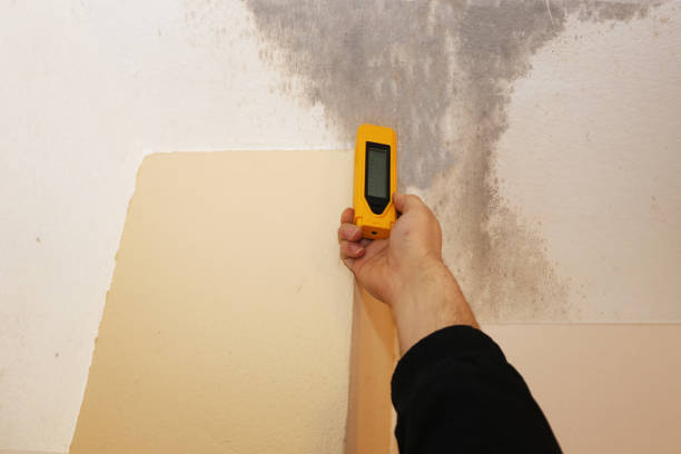 Best Mold Damage Restoration  in Grant, MN