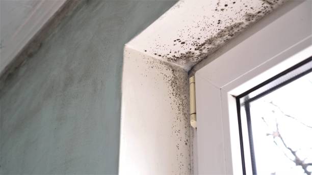 Best Forensic Mold Investigation  in Grant, MN