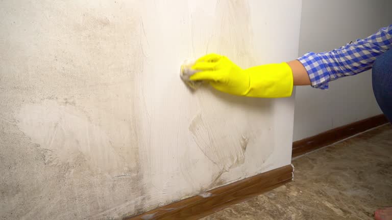  Grant, MN Mold Removal Pros