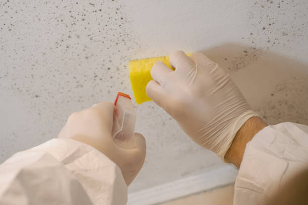 Best Commercial Mold Inspection  in Grant, MN