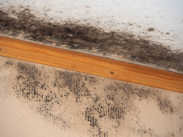Best Asbestos and Lead Testing During Mold Inspection  in Grant, MN