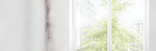 Best Attic Mold Removal  in Grant, MN