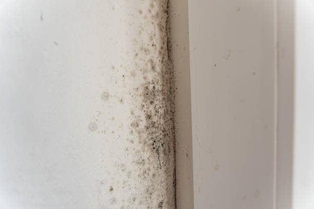 Reliable Grant, MN Mold Removal Solutions