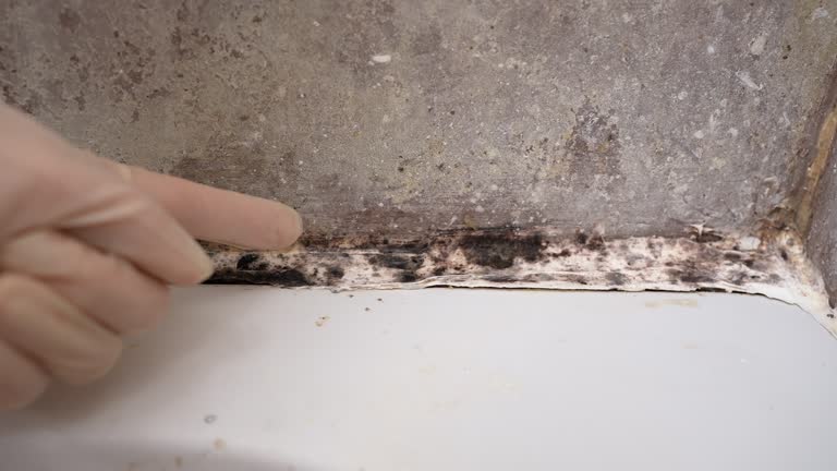 Best Water Damage & Mold Remediation  in Grant, MN