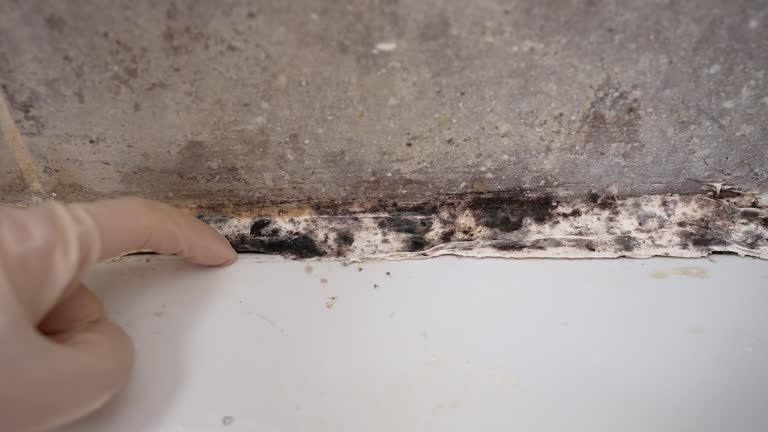 Best Real Estate Mold Inspection  in Grant, MN