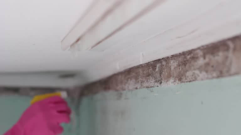 Best HVAC Mold Inspection and Cleaning  in Grant, MN